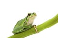 Tree frog Royalty Free Stock Photo