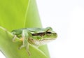 Tree frog Royalty Free Stock Photo