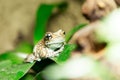 Tree frog or Amazon milk frog Royalty Free Stock Photo