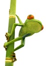 Tree frog on bamboo bole isolated Royalty Free Stock Photo