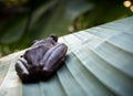 Tree Frog on the banana leaf Royalty Free Stock Photo