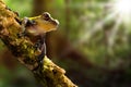 Tree frog basking in tropical sun