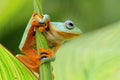 Flying frog on the branch Royalty Free Stock Photo