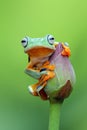 Tree frog, Flying frog on the lotus bud