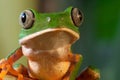 tree frog with big eyes tropical rain forest Royalty Free Stock Photo