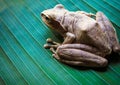 Tree Frog on big green leaf Royalty Free Stock Photo