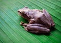 Tree Frog on big green leaf Royalty Free Stock Photo