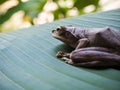 Tree Frog on big green leaf Royalty Free Stock Photo