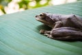 Tree Frog on big green leaf Royalty Free Stock Photo