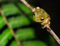 A tree frog on a branch