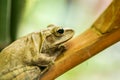 Tree frog on branch