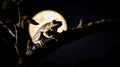 Tree frog on a branch in front of a full moon in the night