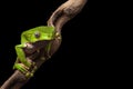 Tree frog in Brazil amazon rain forest
