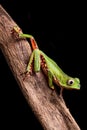 Tree frog in Brazil amazon rain forest Royalty Free Stock Photo