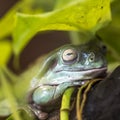 Tree frog in Brazil tropical amazon rain forest Royalty Free Stock Photo