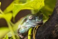 Tree frog in Brazil tropical amazon rain forest Royalty Free Stock Photo