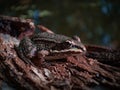 A tree frog camouflages itself on the bark of a tree near a river bank.