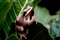 A Tree frog in catnap.