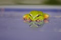 Tree frog climbing up side of swimming pool Royalty Free Stock Photo