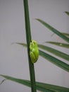 Tree frog clinging to a vertical branch Royalty Free Stock Photo