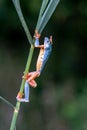 Tree frog, Cruziohyla or Phyllomedusa calcarifer, climbing branch tropical Amazon rain forest. Royalty Free Stock Photo