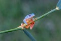 Tree frog, Cruziohyla or Phyllomedusa calcarifer, climbing branch tropical Amazon rain forest. Royalty Free Stock Photo