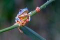 Tree frog, Cruziohyla or Phyllomedusa calcarifer, climbing branch tropical Amazon rain forest. Royalty Free Stock Photo