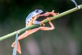 Tree frog, Cruziohyla or Phyllomedusa calcarifer, climbing branch tropical Amazon rain forest. Royalty Free Stock Photo