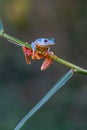 Tree frog, Cruziohyla or Phyllomedusa calcarifer, climbing branch tropical Amazon rain forest. Royalty Free Stock Photo