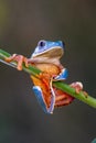 Tree frog, Cruziohyla or Phyllomedusa calcarifer, climbing branch tropical Amazon rain forest.