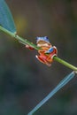 Tree frog, Cruziohyla or Phyllomedusa calcarifer, climbing branch tropical Amazon rain forest. Royalty Free Stock Photo