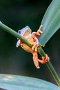 Tree frog, Cruziohyla or Phyllomedusa calcarifer, climbing branch tropical Amazon rain forest. Royalty Free Stock Photo