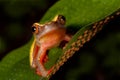 Tree frog cute tropical animal amphibian Royalty Free Stock Photo