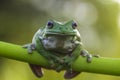 frog Royalty Free Stock Photo
