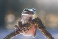 Tree frog, dumpy frog on a flower with a green background