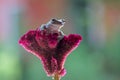 Tree frog, dumpy frog on a flower with a green background