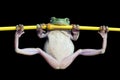 Tree frog, dumpy frog gymnastic on the branch