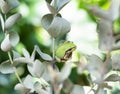 A tree frog on a eucalyptus leaf