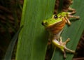 tree frog europe amphibian hyla animal macro Royalty Free Stock Photo