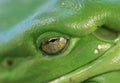 Tree Frog Eye(litoria caerulea) Macro