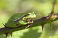 Tree frog - finger Royalty Free Stock Photo