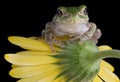 Tree frog on flower Royalty Free Stock Photo