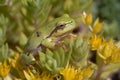 Tree Frog and Flowers