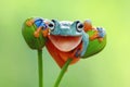 Tree frog, Flying frog closeup with open mouth Royalty Free Stock Photo