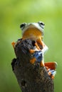 Tree frog, flying frog, javan tree frog, wallace Royalty Free Stock Photo