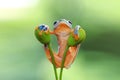 Tree frog, flying frog, javan tree frog, wallace Royalty Free Stock Photo