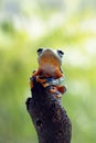 Tree frog, flying frog, javan tree frog, wallace Royalty Free Stock Photo