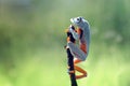 Tree frog, flying frog, javan tree frog, wallace Royalty Free Stock Photo