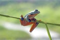 Tree frog, flying frog, javan tree frog, wallace Royalty Free Stock Photo