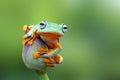 Tree frog, Flying frog on the lotus bud Royalty Free Stock Photo